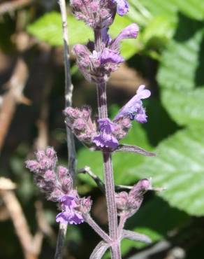 Fotografia 4 da espécie Nepeta caerulea no Jardim Botânico UTAD