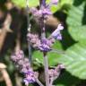 Fotografia 4 da espécie Nepeta caerulea do Jardim Botânico UTAD