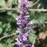 Fotografia 5 da espécie Nepeta caerulea do Jardim Botânico UTAD