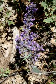 Fotografia da espécie Nepeta caerulea