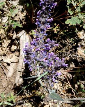 Fotografia 6 da espécie Nepeta caerulea no Jardim Botânico UTAD