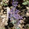 Fotografia 6 da espécie Nepeta caerulea do Jardim Botânico UTAD