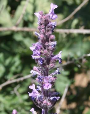 Fotografia 8 da espécie Nepeta caerulea no Jardim Botânico UTAD