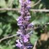 Fotografia 8 da espécie Nepeta caerulea do Jardim Botânico UTAD