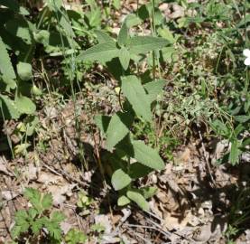 Fotografia da espécie Nepeta caerulea