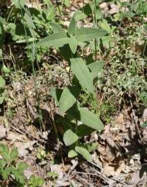 Fotografia 9 da espécie Nepeta caerulea no Jardim Botânico UTAD