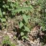 Fotografia 9 da espécie Nepeta caerulea do Jardim Botânico UTAD