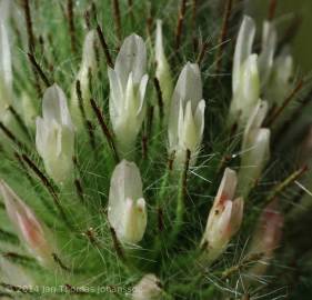 Fotografia da espécie Trifolium diffusum