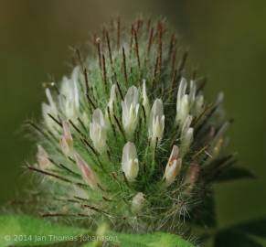 Fotografia da espécie Trifolium diffusum