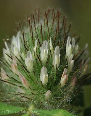 Fotografia 1 da espécie Trifolium diffusum no Jardim Botânico UTAD
