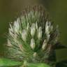 Fotografia 1 da espécie Trifolium diffusum do Jardim Botânico UTAD