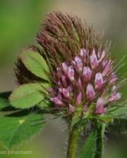 Fotografia da espécie Trifolium ligusticum