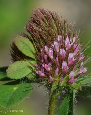 Fotografia de capa Trifolium ligusticum - do Jardim Botânico