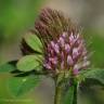 Fotografia 1 da espécie Trifolium ligusticum do Jardim Botânico UTAD