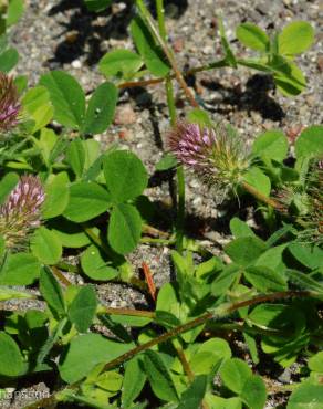 Fotografia 2 da espécie Trifolium ligusticum no Jardim Botânico UTAD