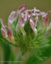Fotografia da espécie Trifolium leucanthum