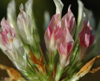 Fotografia da espécie Trifolium michelianum