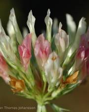 Fotografia da espécie Trifolium michelianum