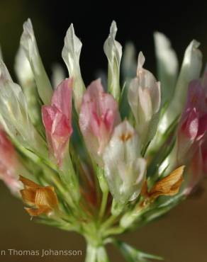 Fotografia 1 da espécie Trifolium michelianum no Jardim Botânico UTAD