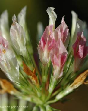 Fotografia 3 da espécie Trifolium michelianum no Jardim Botânico UTAD