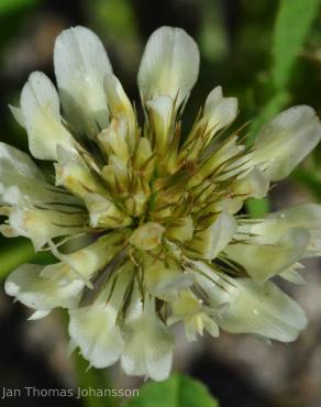 Fotografia 4 da espécie Trifolium michelianum no Jardim Botânico UTAD