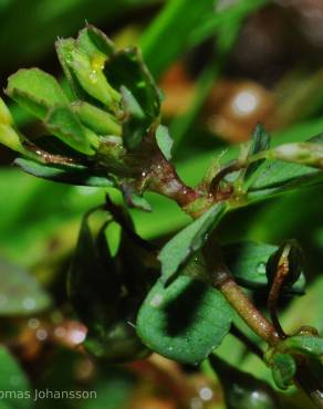 Fotografia 2 da espécie Trifolium micranthum no Jardim Botânico UTAD