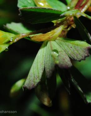Fotografia 3 da espécie Trifolium micranthum no Jardim Botânico UTAD