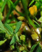 Fotografia da espécie Trifolium micranthum