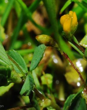 Fotografia 1 da espécie Trifolium micranthum no Jardim Botânico UTAD