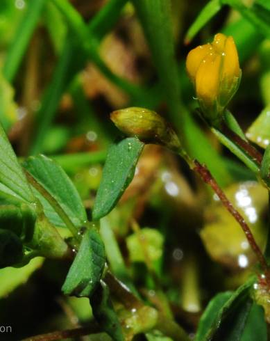 Fotografia de capa Trifolium micranthum - do Jardim Botânico