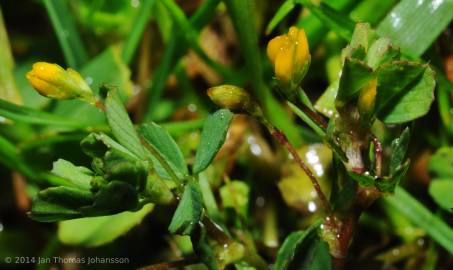 Fotografia da espécie Trifolium micranthum
