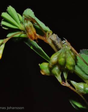 Fotografia 4 da espécie Trifolium micranthum no Jardim Botânico UTAD