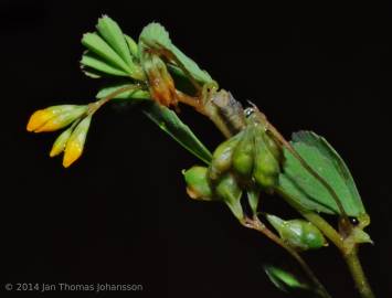 Fotografia da espécie Trifolium micranthum