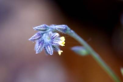 Fotografia da espécie Myosotis discolor subesp. balbisiana