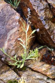 Fotografia da espécie Myosotis discolor subesp. balbisiana