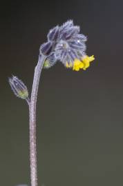 Fotografia da espécie Myosotis discolor subesp. balbisiana