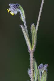 Fotografia da espécie Myosotis discolor subesp. balbisiana