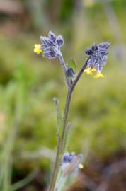 Fotografia da espécie Myosotis discolor subesp. balbisiana