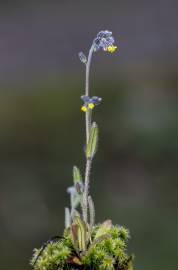 Fotografia da espécie Myosotis discolor subesp. balbisiana