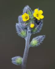 Fotografia da espécie Myosotis discolor