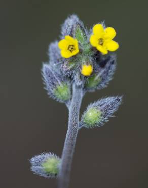 Fotografia 1 da espécie Myosotis discolor subesp. balbisiana no Jardim Botânico UTAD