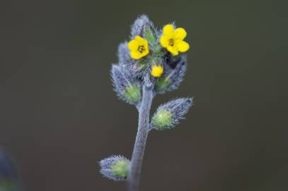 Fotografia da espécie Myosotis discolor subesp. balbisiana