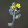 Fotografia 1 da espécie Myosotis discolor subesp. balbisiana do Jardim Botânico UTAD