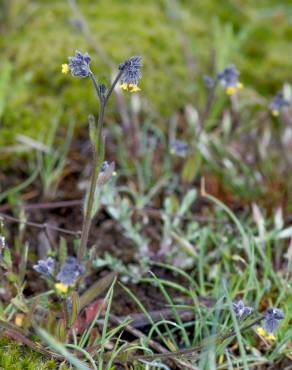 Fotografia 8 da espécie Myosotis discolor subesp. balbisiana no Jardim Botânico UTAD