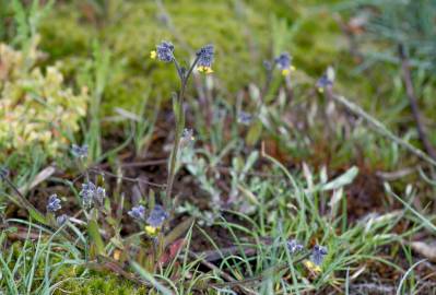 Fotografia da espécie Myosotis discolor subesp. balbisiana