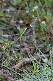 Fotografia da espécie Myosotis discolor subesp. balbisiana