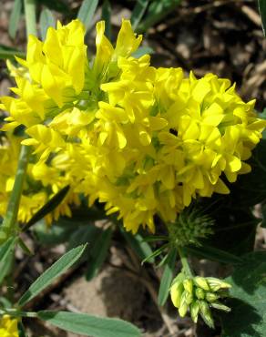 Fotografia 1 da espécie Medicago falcata no Jardim Botânico UTAD