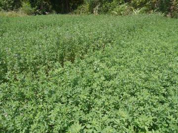 Fotografia da espécie Medicago falcata