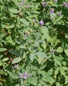 Fotografia 4 da espécie Medicago falcata no Jardim Botânico UTAD