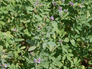 Fotografia da espécie Medicago falcata